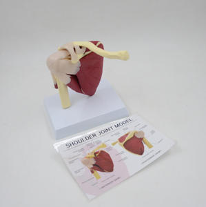 GelsonLab HSBM-084筋肉靭帯が塗装された大きな成人の肩関節モデル - Product Image 2