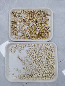 Separador óptico de almendras <span class=keywords><strong>SAN</strong></span> HE ZHONG con cámara CCD a todo color, clasificador de color inteligente para seleccionar almendras automáticas - Product Image 4