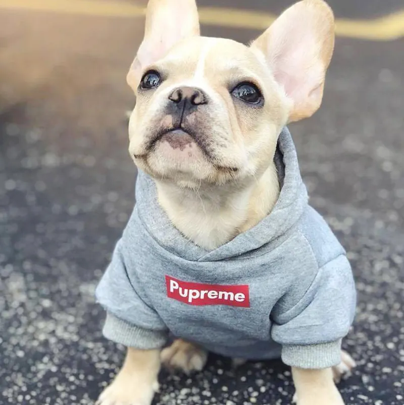 designer dog clothes 2021 hoodie for Pet Dog Cat Clothes Luxury Pets sweater Coat Pet dog hoodies wholesale