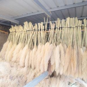 Décor à la maison chaud herbe en pot plante dense moelleux plume chien queue grand roseau pampa herbe - Product Image 3