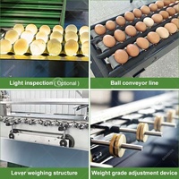 Machine de classement et de pesage automatique pour œufs de caille, fabriquée en Chine, pour le tri et la classification des œufs