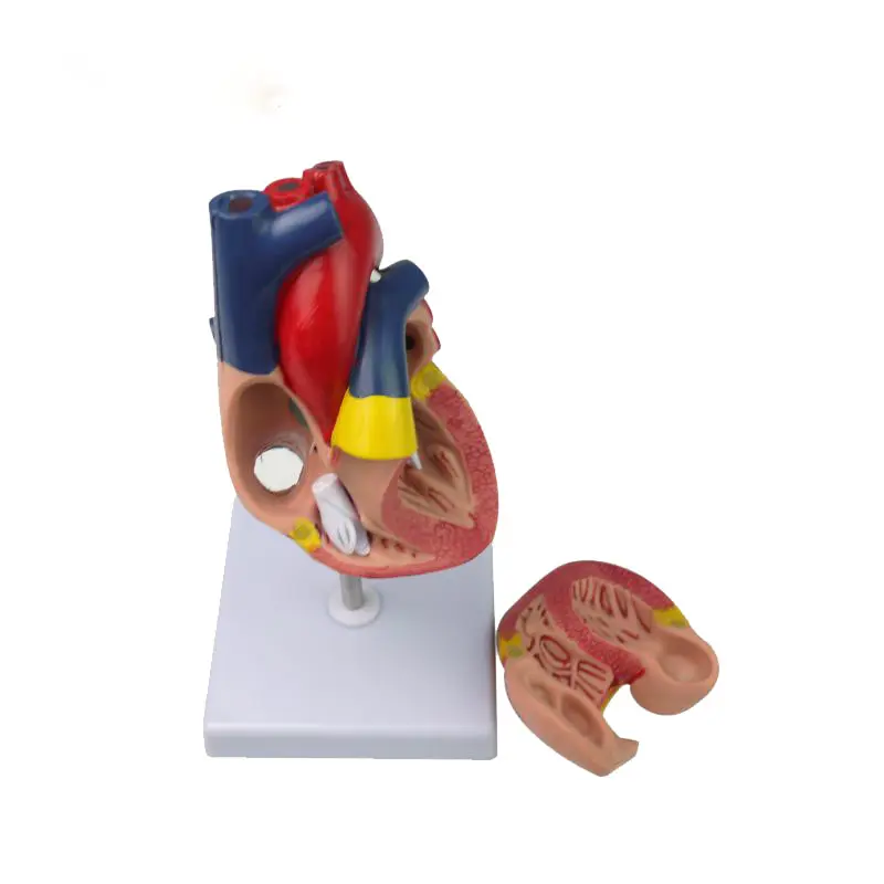 Life Size Biology Human Heart Anatomical Models For Medical Demostration