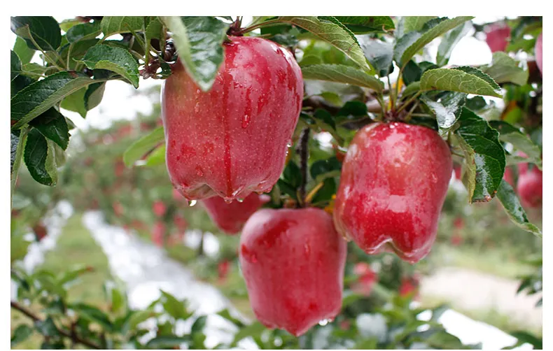 fresh apples exporters High quality fresh red delicious fruit huaniu apples