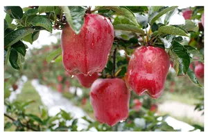 Exportación de manzanas frescas, fruta fresca roja de alta calidad, manzanas huaniu