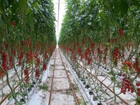 Offre Spéciale Légumes Fruits Fleurs Fraise Structure Stable Pc Feuille Culture Hors Sol