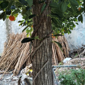 Phong cách làm bằng tay lớn chuyên sâu Cam cây ăn quả nhân tạo cho đồ trang trí sân vườn trong nhà và trang trí nhà hàng - Product Image 6