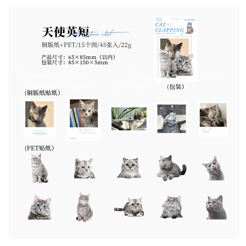 E 5 Angel British Shorthair