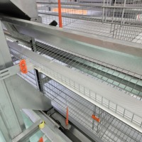 Cage à poules pondeuses de grande capacité avec système d'alimentation automatique, de collecte des œufs et de nettoyage