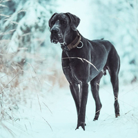 Collier de chien tactique durable en nylon de qualité supérieure, personnalisé, avec anneau en D en acier inoxydable, doublure en néoprène et patchs personnalisés, vente en gros