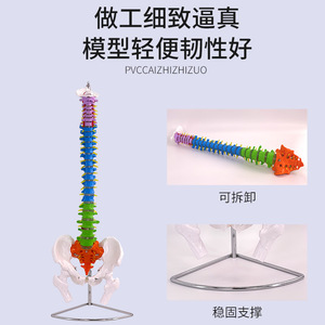 Ceinture vertébrale colorée de 80 cm, modèle de bassin et de fémur - Échelle 1:1 adulte - Ceinture vertébrale et bassin naturels pour adulte - Product Image 3