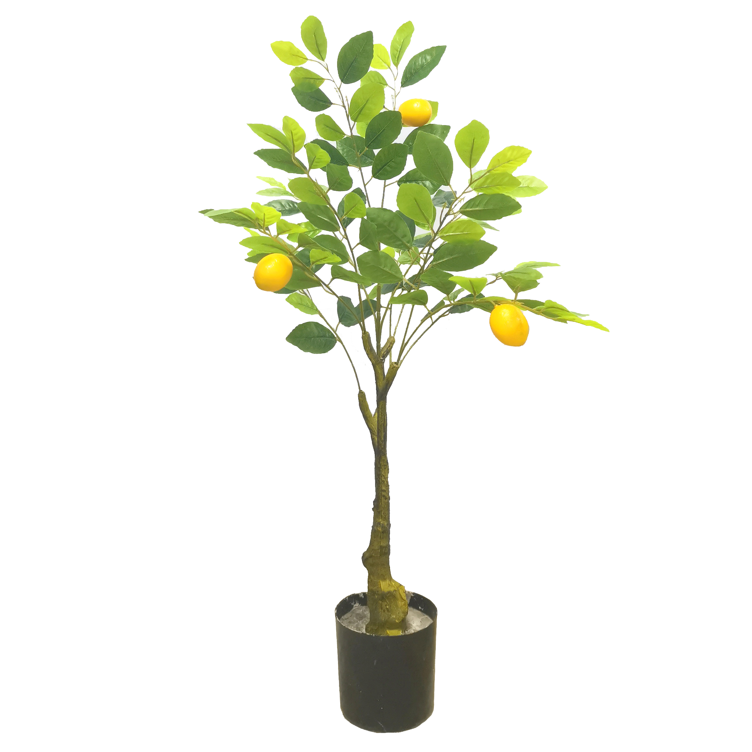 Arbre Turtleback