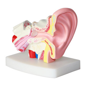 Modèle d'oreille d'anatomie humaine en silicone Outil d'enseignement médical auxiliaire pour la formation d'infirmière Modèle de squelette de banc en plastique et PVC - Product Image 4