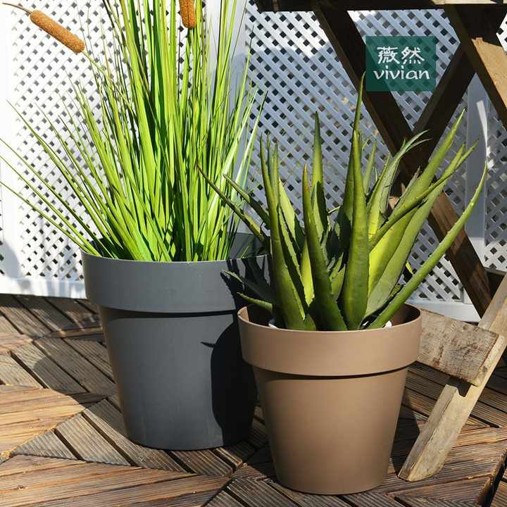 chlorophytum comosum 'bonnie' Curly Spider Plant – Hey Rooted main image 1