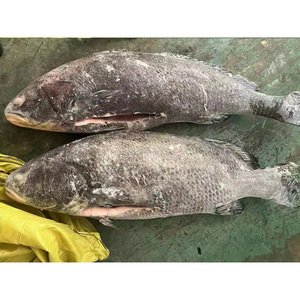 Frozen Fish Brown <strong>Croaker</strong> Fish Frozen Brown <strong>Croaker</strong> Gutted 3-5kg and 5kg up for Market - Product Image 4