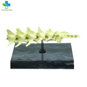 Tamaño de la vida de pvc <span class=keywords><strong>canino</strong></span> perro vértebras animal modelo de <span class=keywords><strong>esqueleto</strong></span> para la venta de animales de modelo linternas modelos anatómicos - Product Image 4