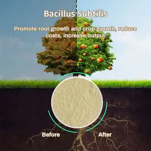 Engrais micro-organisme Bacillus Subtilis pour l'amélioration des sols Alimentation naturelle Alimentation animale ajout aliments pour l'aquaculture