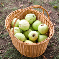Panier suspendu en rotin PP tressé à la main, écologique, imperméable, de haute qualité, durable, pour fruits et légumes - Vente chaude en gros