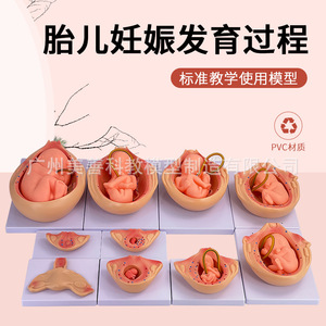 Modelo de embarazo y desarrollo embrionario, modelo del proceso de desarrollo fetal, modelo de demostración de planificación familiar de 10 partes - Product Image 3