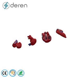 Modello del Processo di Sviluppo del Cuore Umano, Modello Didattico della Crescita Cardiaca Embrionale - Product Image 4