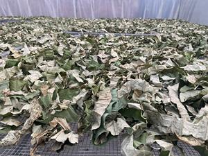 Té de hierbas vietnamita al por mayor para limpieza corporal: mezcla de apio, hoja de loto y jengibre en bolsitas de té de la marca NMPT - Product Image 3