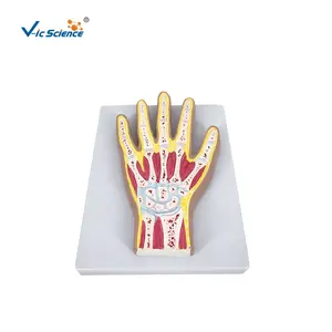 Cross-sectional Hand Joint Anatomy Model anatomy laboratory equipment medical