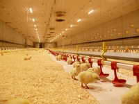 Tube T8 sans scintillement de 5 pieds 28W, gradation 0-100%, IP67, éclairage pour poulailler, 130lm/W, suspension horizontale, éclairage pour porcherie