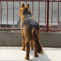 Mannequin de décoration en forme de loup, chien berger allemand, taille naturelle, fabriqué en usine