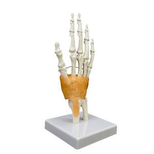 Modelo de Articulación de Mano Humana con Modelo de Huesos de Úlnica y Radio - Product Image 4