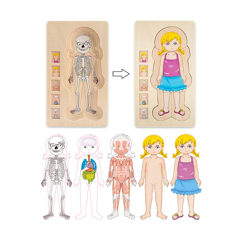 Multi layer montessori human body structure picture children educational wood jigsaw puzzle for kids