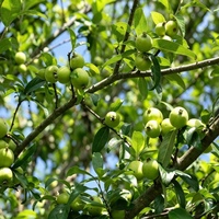 Natuurlijk Docynia-smaakextract Yunnan Zeldzaam Fruit Ideaal voor speciale smaakmarkten Voedingsmiddelen- en drankenproductie