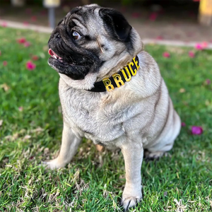 Collare per <span class=keywords><strong>Cani</strong></span> Personalizzato in PVC con Lettere Iniziali e Braccialetto in Pelle per Creazione di Gioielli Fai-da-Te - Product Image 6