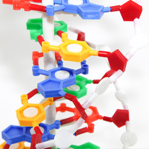 Modelo de estructura de doble hélice de ADN con bases; equipo de demostración de estructura molecular y material didáctico para escuelas secundarias - Product Image 3