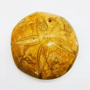 Fósil de amonita, piedra rugosa de cristal Natural, artesanías populares, fósil de estrella de mar para regalo, venta al por mayor