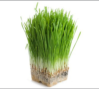 Poudre d'herbe d'orge de qualité alimentaire, poudre de jus d'herbe d'orge, poudre d'orge