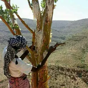 Résine aromatique naturelle 1 boîte, utilisée dans les encens et les parfums bowellia sakra, gomme d'arbre