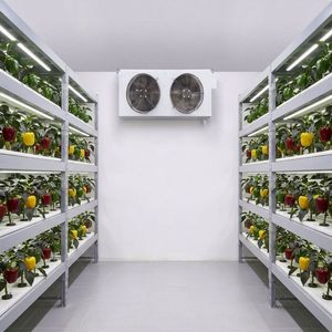 Sistema de Cultivo Hidropónico en Contenedor para Azafrán, Caja de Cultivo para Venta - Product Image 6