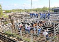 Clôtures de cheval vert de bétail en métal faciles à assembler panneau de corral de haute qualité galvanisé cour de bétail soudée à revêtement électrique