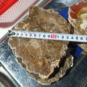 شرائح خشب متحجر طبيعي، أحجار كريمة للريكي، فوسيل خشبي بأحجام غير منتظمة للشفاء والجمع - Product Image 4