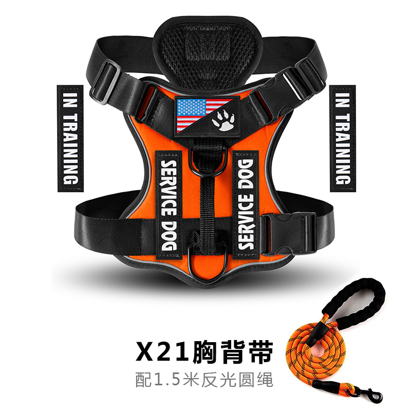 Set sangle + laisse Orange Lake Blue