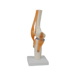 유연한 <span class=keywords><strong>PVC</strong></span> 무릎 관절 모델 병원 및 훈련을위한 인대 및 반월 상 연골이있는 의료 기능 골격 - Product Image 4