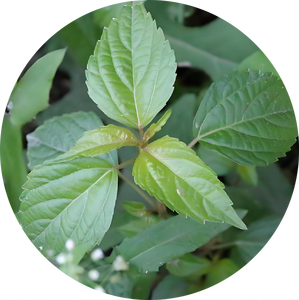 Extracto de Acalypha Australis 10:1, Polvo de Tiexiancai, Alta Calidad, Puro, Natural, Grado Alimenticio - Product Image 2