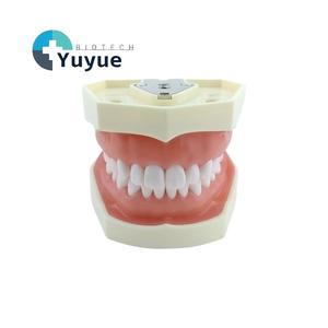 Modèle <span class=keywords><strong>de</strong></span> préparation dentaire à 28 dents standard avec gingive souple, monté sur articulateur - Product Image 1