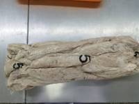 Partie de filet Flocons de bonite halal d'usine Longe de poisson à vendre Bullet Frozen Bigeye Katsuobushi Longes de thon sous vide