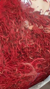Gusanos rojos congelados, gusano de sangre, 500g, plano - Product Image 4