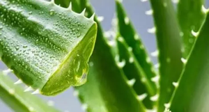 Kaliteli <span class=keywords><strong>Aloe</strong></span> <span class=keywords><strong>Vera</strong></span> jel dondurularak kurutulmuş toz özel etiket <span class=keywords><strong>Aloe</strong></span> <span class=keywords><strong>vera</strong></span> jel tedarikçisi cilt - Product Image 4