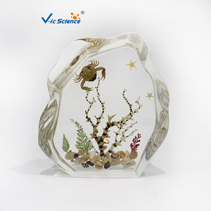 Coral Seascape Embedded Specimen Display Stand, Exquisite Ornament for Schools and Museums, Teaching Equipment for Primary and - Product Image 2