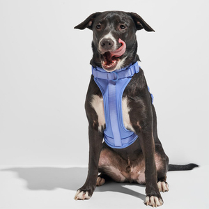 Lujo Macaron Multicolor Anti-derramamiento perro arnés Correa conjunto Nylon malla transpirable mascota chaleco Collar Simple encantador deporte moda - Product Image 5