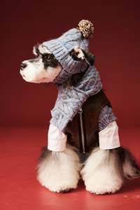 لوازم الكلاب من JXANRY ، إكسسوارات شناوتزر تيدي بير ، قبعة صوف + وشاح - Product Image 5