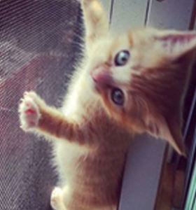 Prix d'usine, vente en gros pas chère, moustiquaire en maille pour animaux domestiques, anti-insectes, pour chiens et chats, écran en polyester pour animaux - Product Image 3