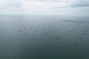 Jaula para Peces de HDPE de Nivel Básico con Estructura Estable y Perímetro de 30 m, Evita la Escape de Peces - Product Image 2